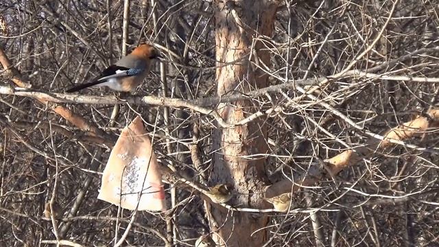 Столовая для птиц! 2023г.мои наблюдения смотреть онлайн