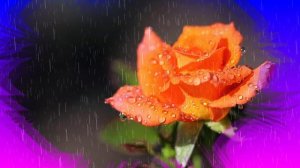 Футаж. Цветы под дождём 25