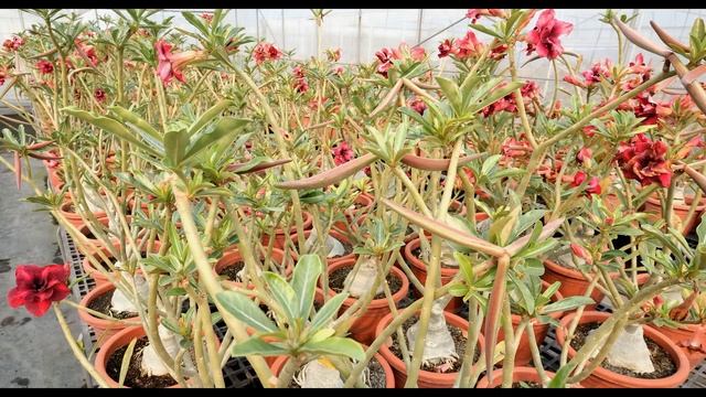 Adenium Arabicum seeds in Taiwan Index смотреть онлайн