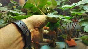 ВЫРАЩИВАНИЕ КЛУБНИКИ ДОМА на гидропонике. Ягоды зреют. Часть 5