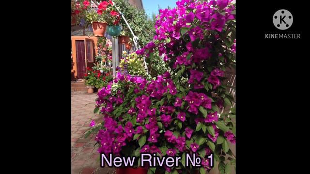 Болмо гулу | Бугенвиллея гулунун каталогу | Жаны 2021 - жылга