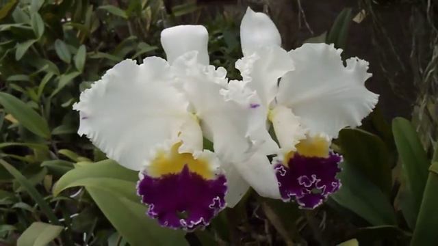 Lc. Mikki Nagata Orchidliblary смотреть онлайн