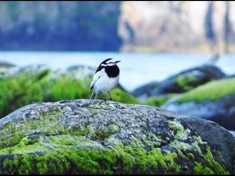 Горбуша заходит на нерест смотреть онлайн