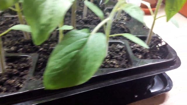 Рассада томатов на 20 день смотреть онлайн