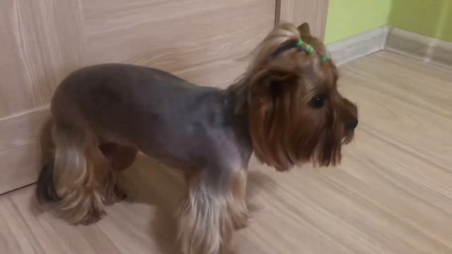 Сама подстригла Тутси 😊