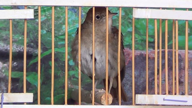 Южный соловей В клетке живёт семь лет. смотреть онлайн