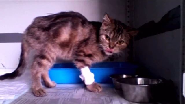 Тощая кошка едва передвигала лапы, ковыляя по двору, но никто не замечал её смотреть онлайн