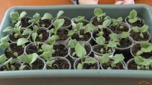 Рассада помидор, баклажан или перцев вытянулась, что делать. Решение есть