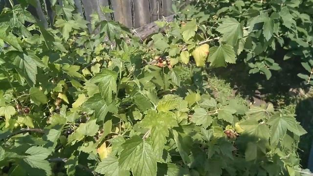 Черная смородина Ядреная смотреть онлайн