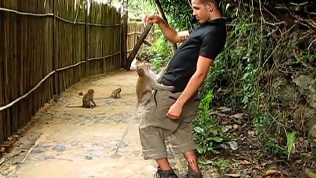 Макаки крабоеды смотреть онлайн