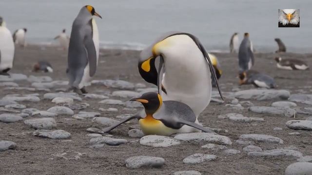 Emperor Penguin Mating - King Penguins Courting And Mating