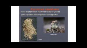 Биология 5 класс. Лишайники.