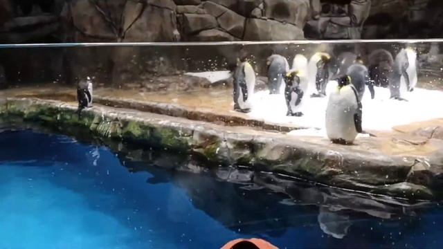 Ocean Park Hong Kong// Best Tourist Destination смотреть онлайн