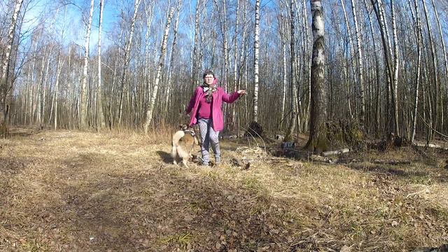 Про важность прогулок в жизни наших собак смотреть онлайн