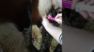 МАСТИТ У КОРОВЫ. ЧТО ДЕЛАТЬ? ЛЕЧЕНИЕ МАСТИТА У КОРОВ.