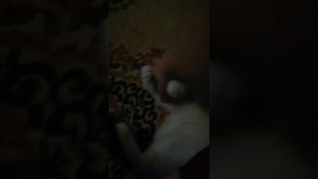 Дали понюхать палец от валерьянки!!! смотреть онлайн