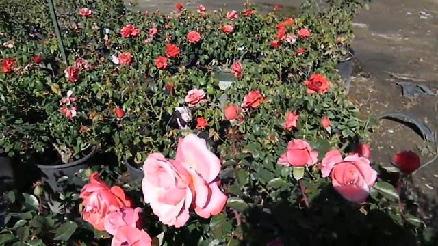 Pink Flamingo Grandiflora Rose