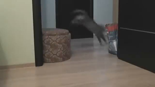 Гоночные коты