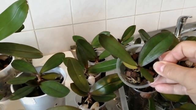 Орхидеи из семян смотреть онлайн