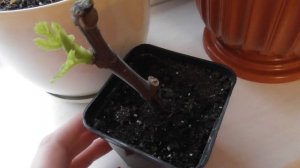 Размножение инжира черенками зимой