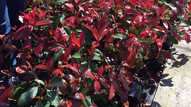 Photinia fraseri 'Red Robin' - Vörös korallberkenye смотреть онлайн