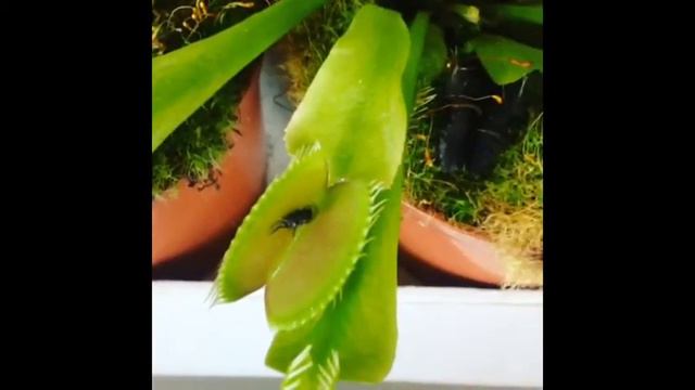 Венерина мухоловка ( dionea muscipula) смотреть онлайн