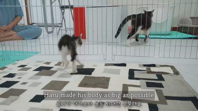 Introducing a Rescued Kitten to the Big Cats for the First Time │ Episode.1 смотреть онлайн