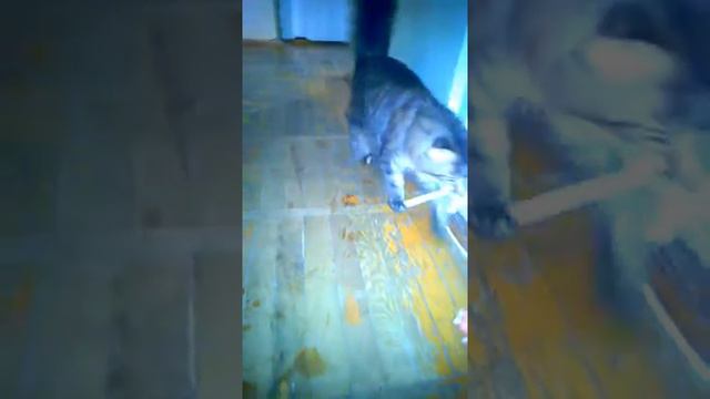 Моя собачка мейн-кун))) смотреть онлайн