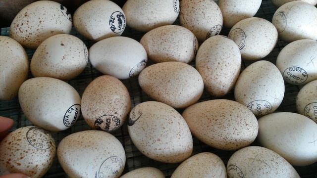 Отключили свет в первые дни инкубации. Что произошло? Инкубация индюшиных яиц тяжелого кросса. смотреть онлайн