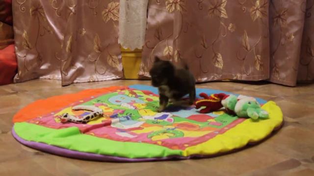 мальчик чихуахуа,продажа смотреть онлайн