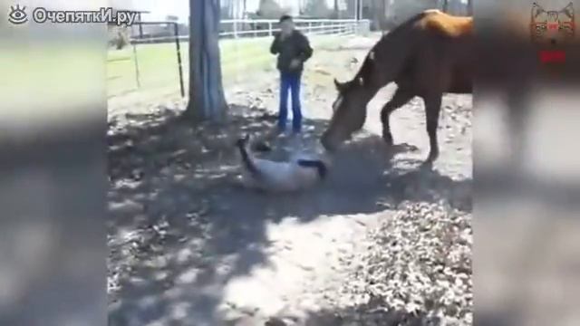 Чихнул так чихнул смотреть онлайн