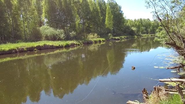 Обзор и тэст свимбэйта BearKing I Slide 135 . Атака щуки на свимбэйт. Встретил в лесу гадюку. смотреть онлайн