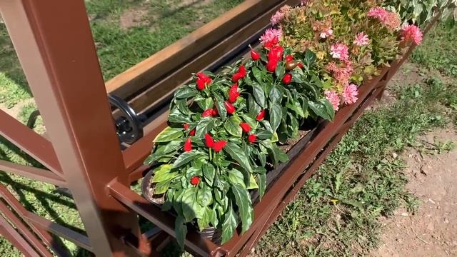 Обзор острых перцев. смотреть онлайн