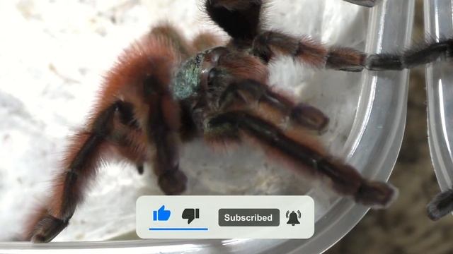 Slowly Finishing Tarantula Pairings | Caribena versicolor【Tarantula Breeding】 смотреть онлайн
