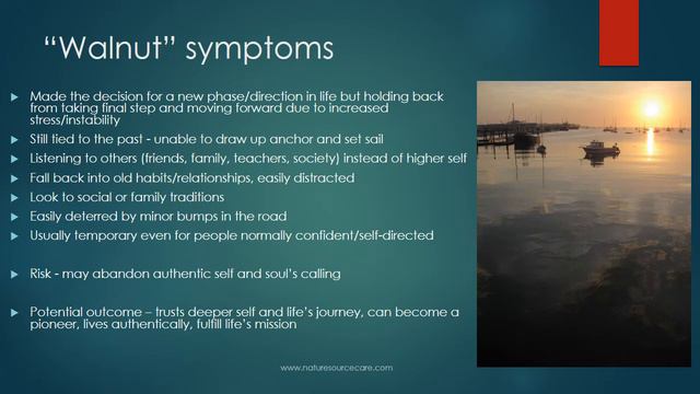 Homeopathy For New Beginnings: Bach Flower Remedy 