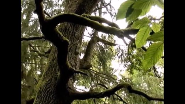 Любимые книги нашей семьи. София Удовенко смотреть онлайн