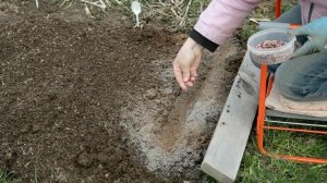 235_Чесночные бульбочки. Весенняя посадка