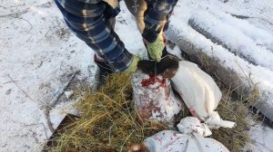 убой утки, женский подход!