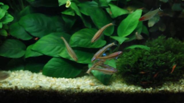 Аквариумная рыбка Радужное сияние (Notropsis chrosomus) смотреть онлайн