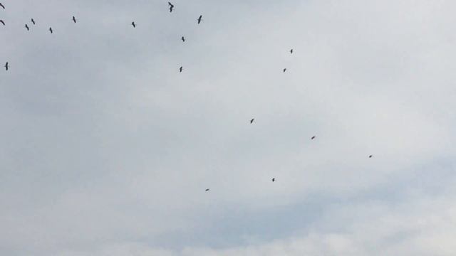 Аисты собрались улетать на юг Ивацевичи 10 09 2017 смотреть онлайн