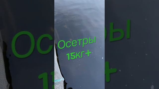 Огромные осетры. @белугафиш #рыбалкадлядуши #рыбалка #белугафиш смотреть онлайн
