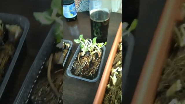 Урок 35/1. Замачивание рассады фриго перед посадкой в препарате Максим плюс Энерген. #фриго смотреть онлайн