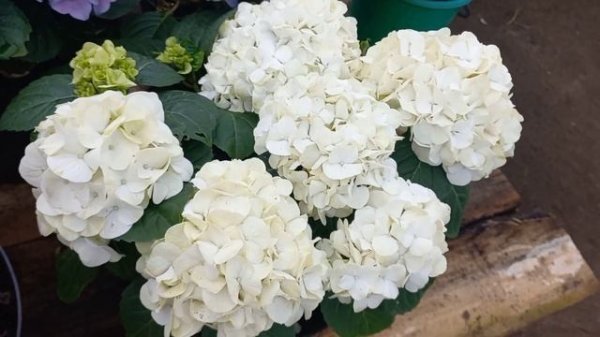 Гортензия для кашпо Saxon  Table pink ,blue  /Saxon Kronentor/ Saxon Special ..опять супер НОВИНКИ