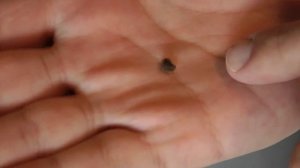 Посадка семян Гибискусов в домашних условиях