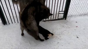 Безбашенный Ягдтерьер нападает на Волка / Crazy Jagdterrier vs Wolf