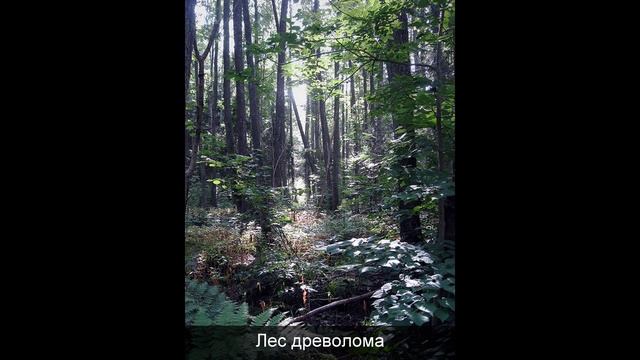 32 МАЯ ИЛИ МУЗЕЙ -УСАДЬБА БАРОНА МЮНХГАУЗЕНА В ЛАТВИИ смотреть онлайн