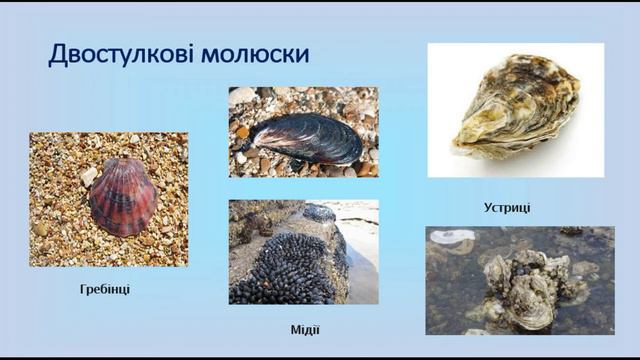 Біологія. Тварини. Різноманітність молюсків. Ахатина, слимак,  равлик, восьминіг, каракатиця