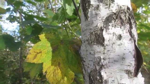 Библейские Писания. Книга псалмов. Псалом 4 смотреть онлайн