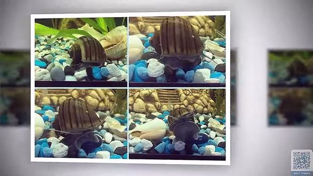 Ампулярия разноцветная