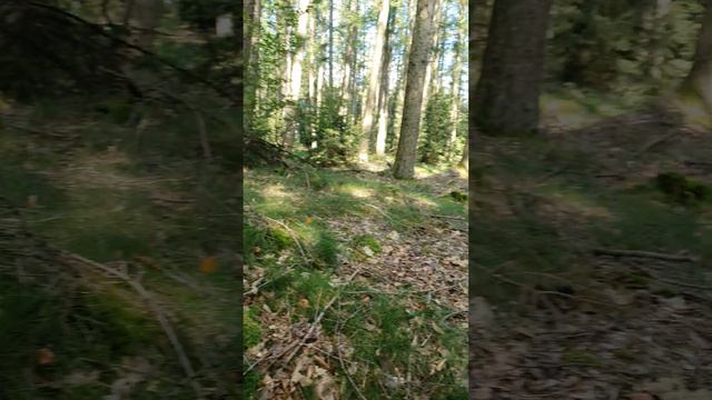 КАЛИНА КРАСНАЯ, ЛЕС В АВГУСТЕ.... смотреть онлайн